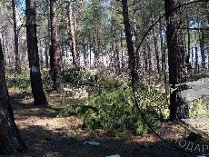 Сосна пицундская 005